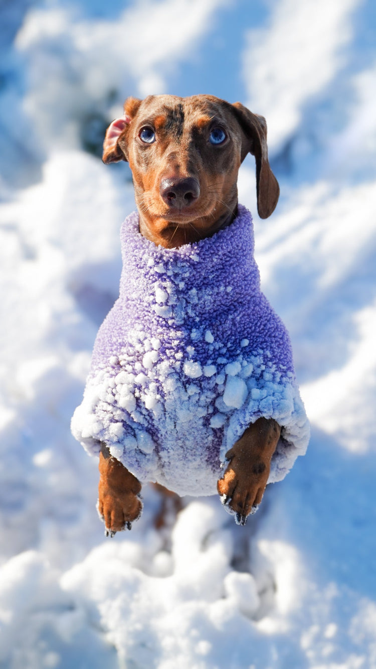 Teddy-Fleece Dackel Pullover