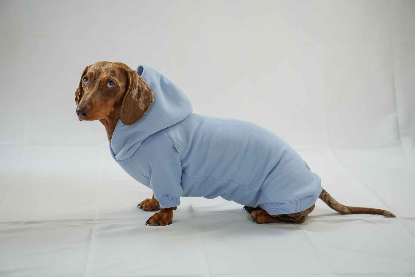 Handgemachter Dackelhoodie in hellblau