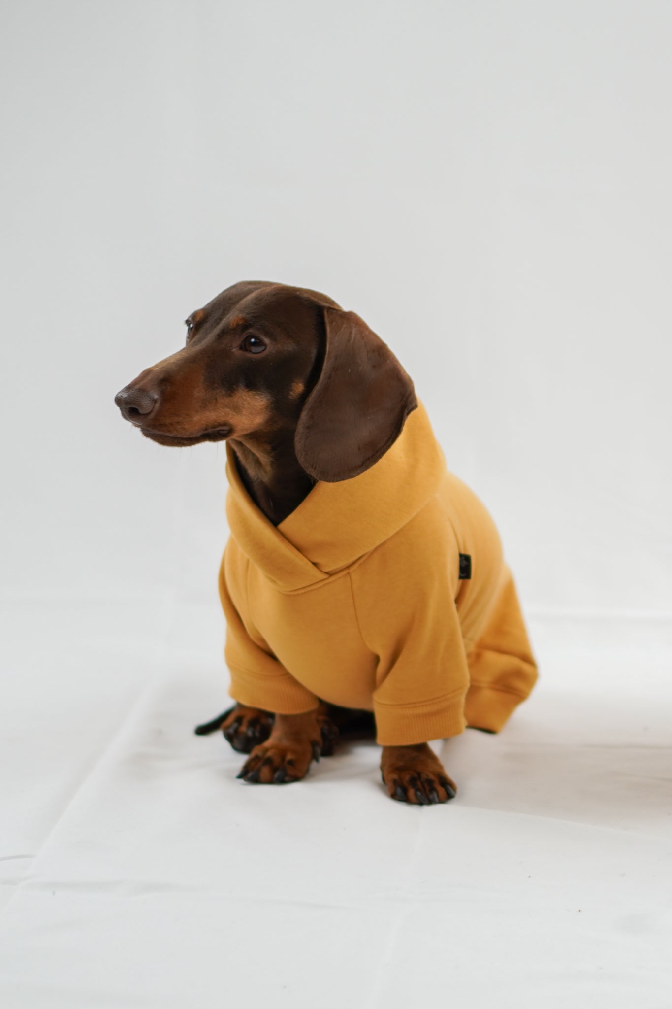 Handgemachter Dackelhoodie in karamellgelb