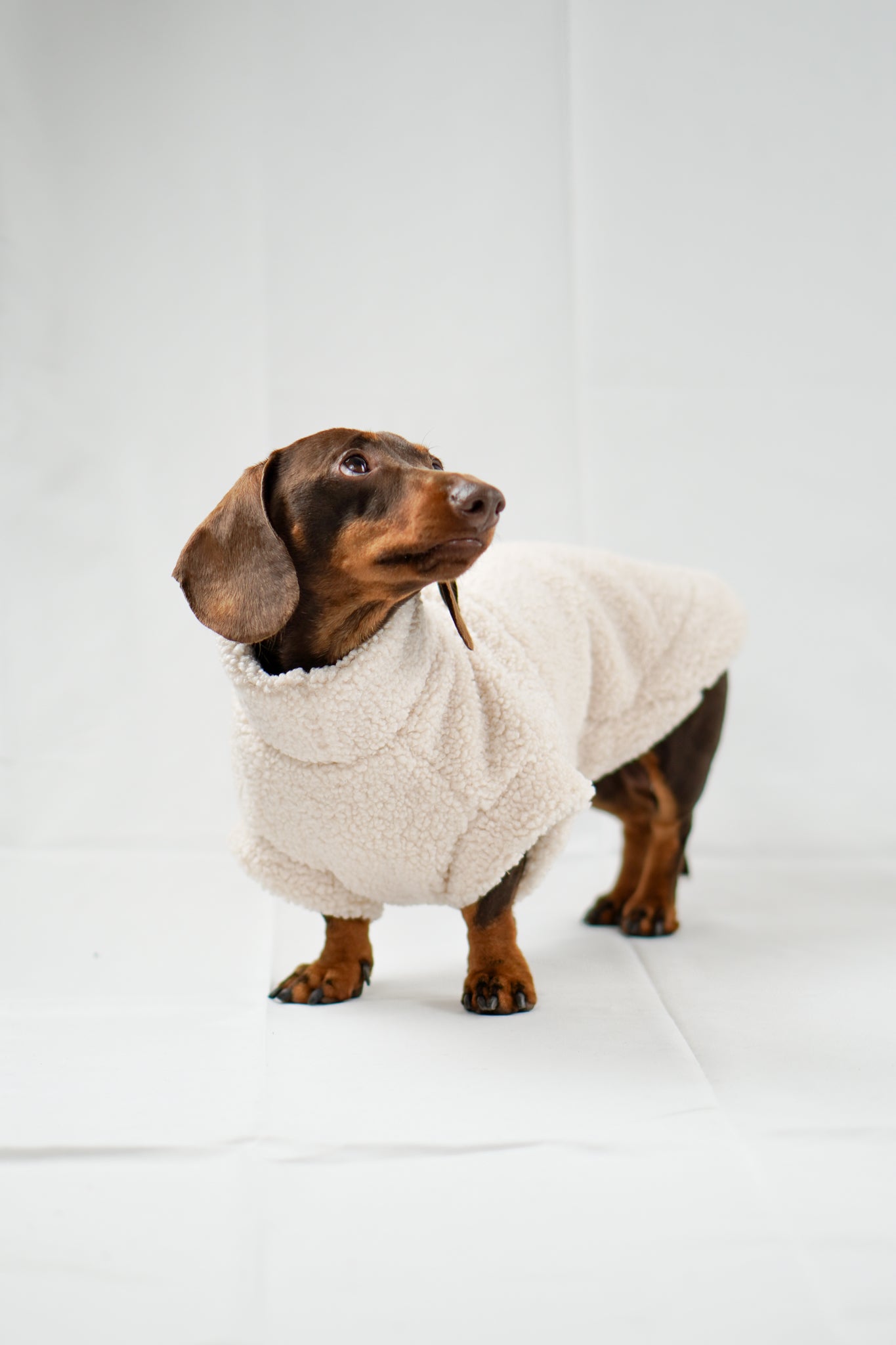 Handgemachter Dackelpullover aus Teddy Fleece in cremebeige