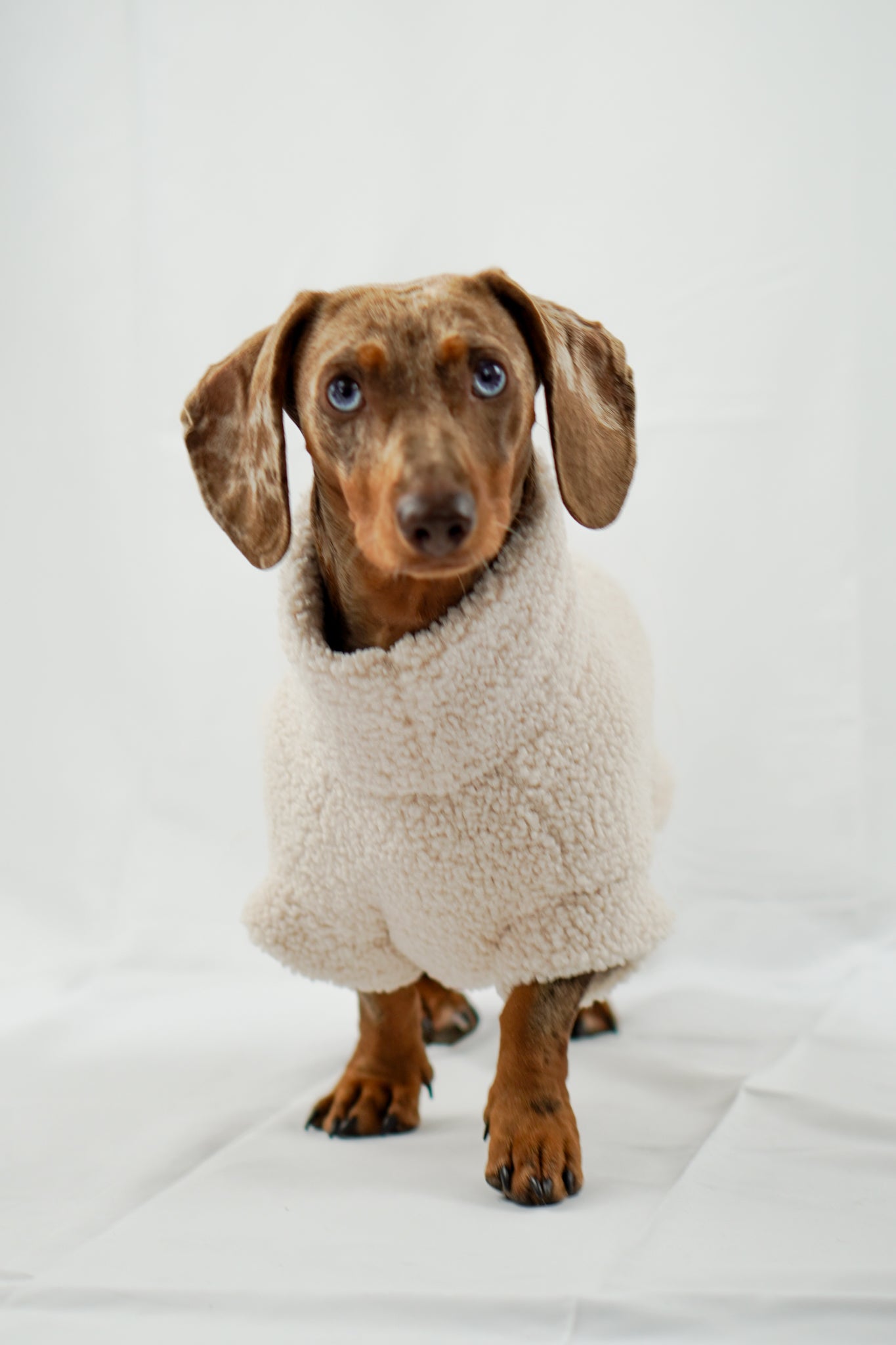 Handgemachter Dackelpullover aus Teddy Fleece in cremebeige
