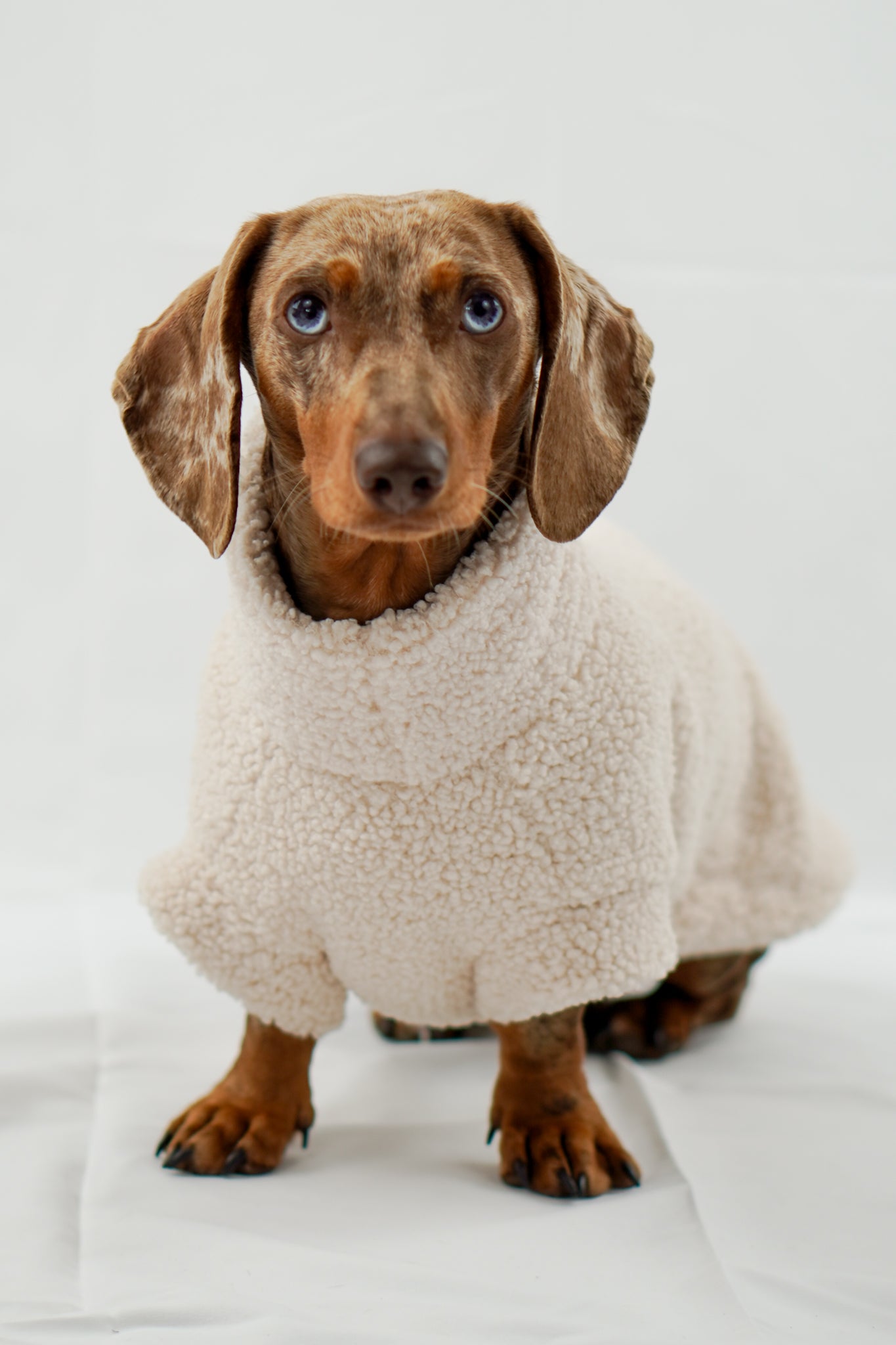 Handgemachter Dackelpullover aus Teddy Fleece in cremebeige