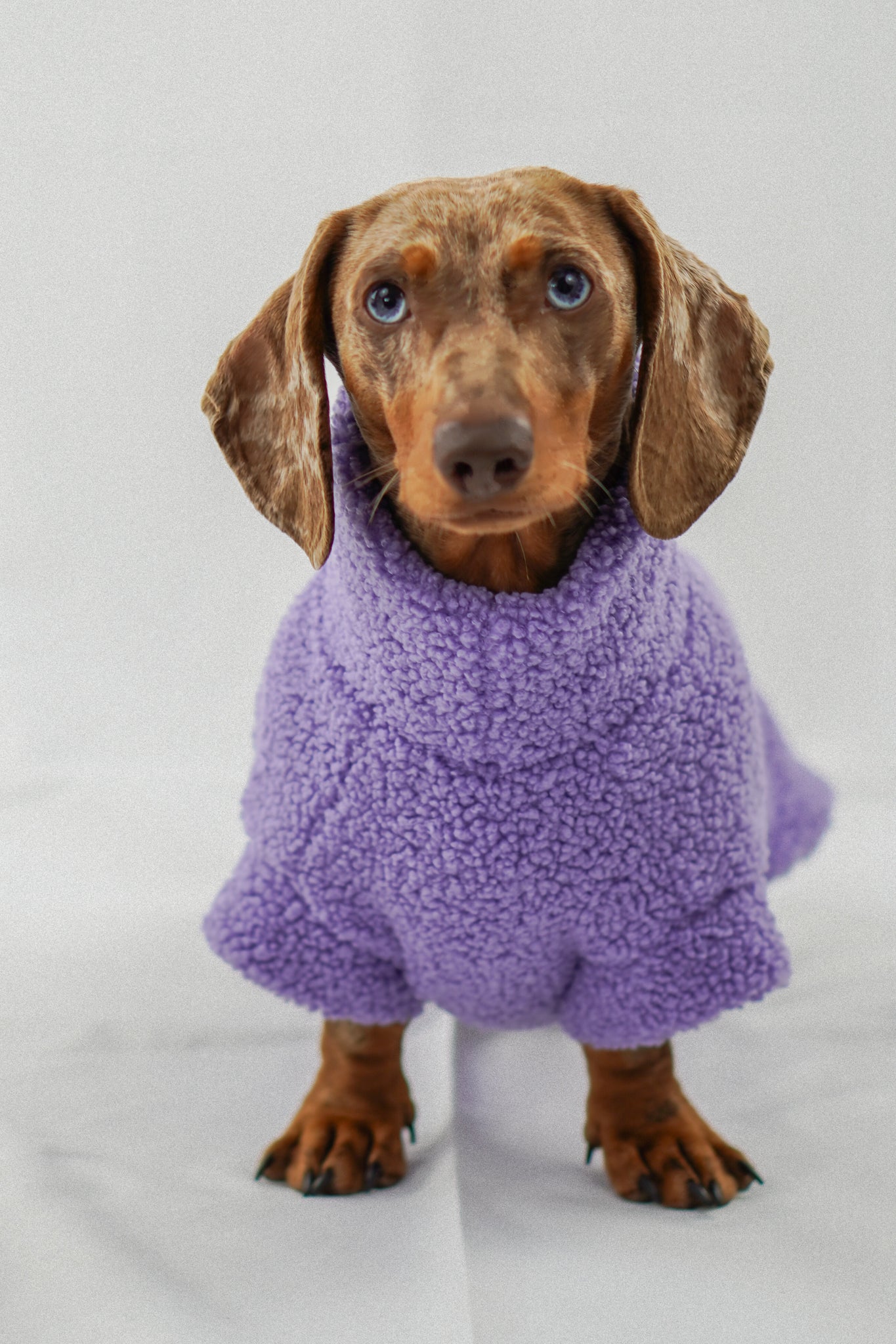 Handgemachter Dackelpullover aus Teddy Fleece in flieder