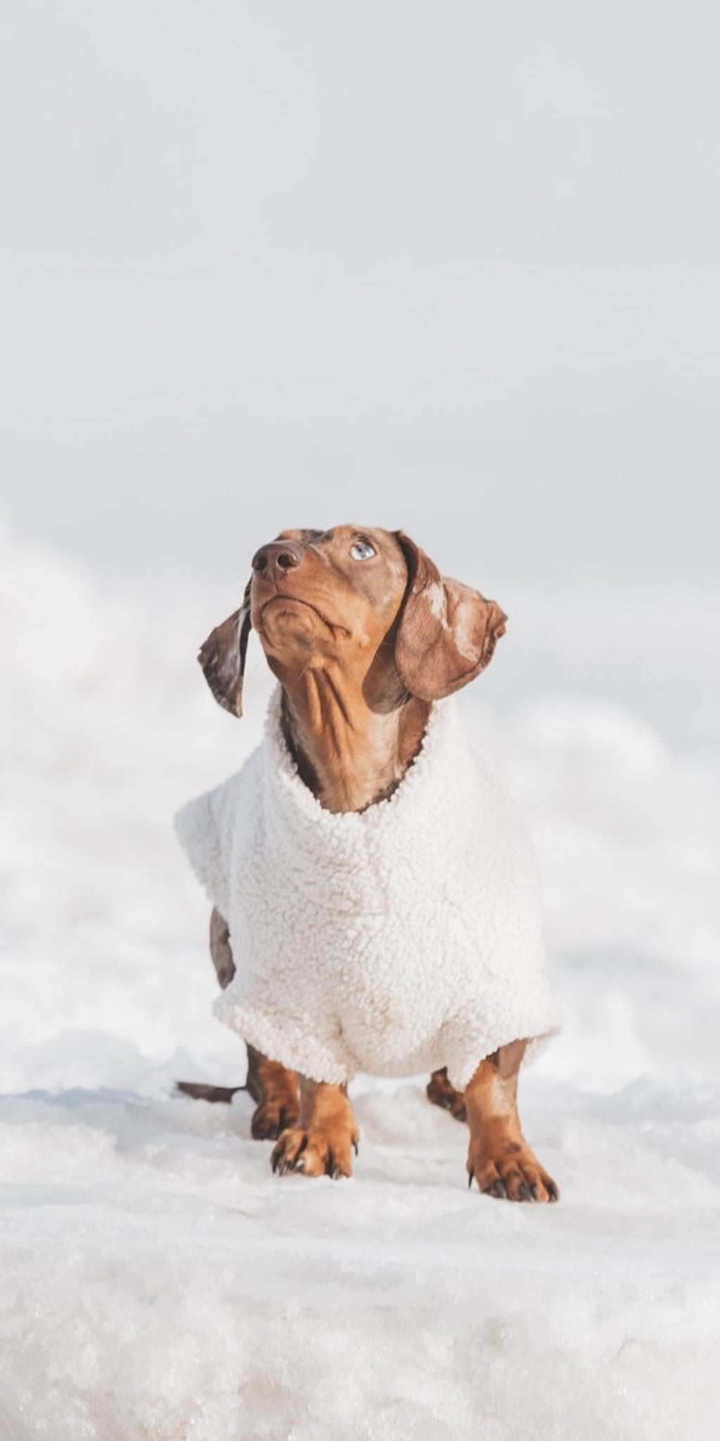 Teddy-Fleece Dackel Pullover