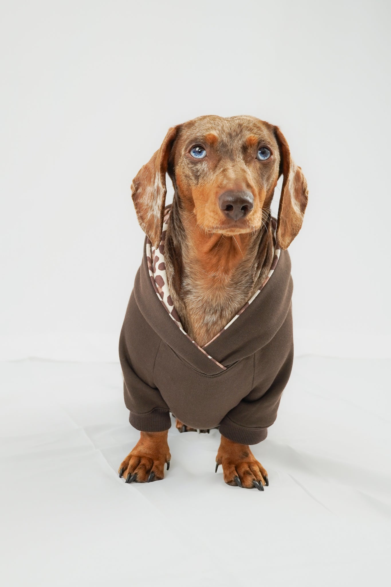 Dackel Hoodie Leo Braun