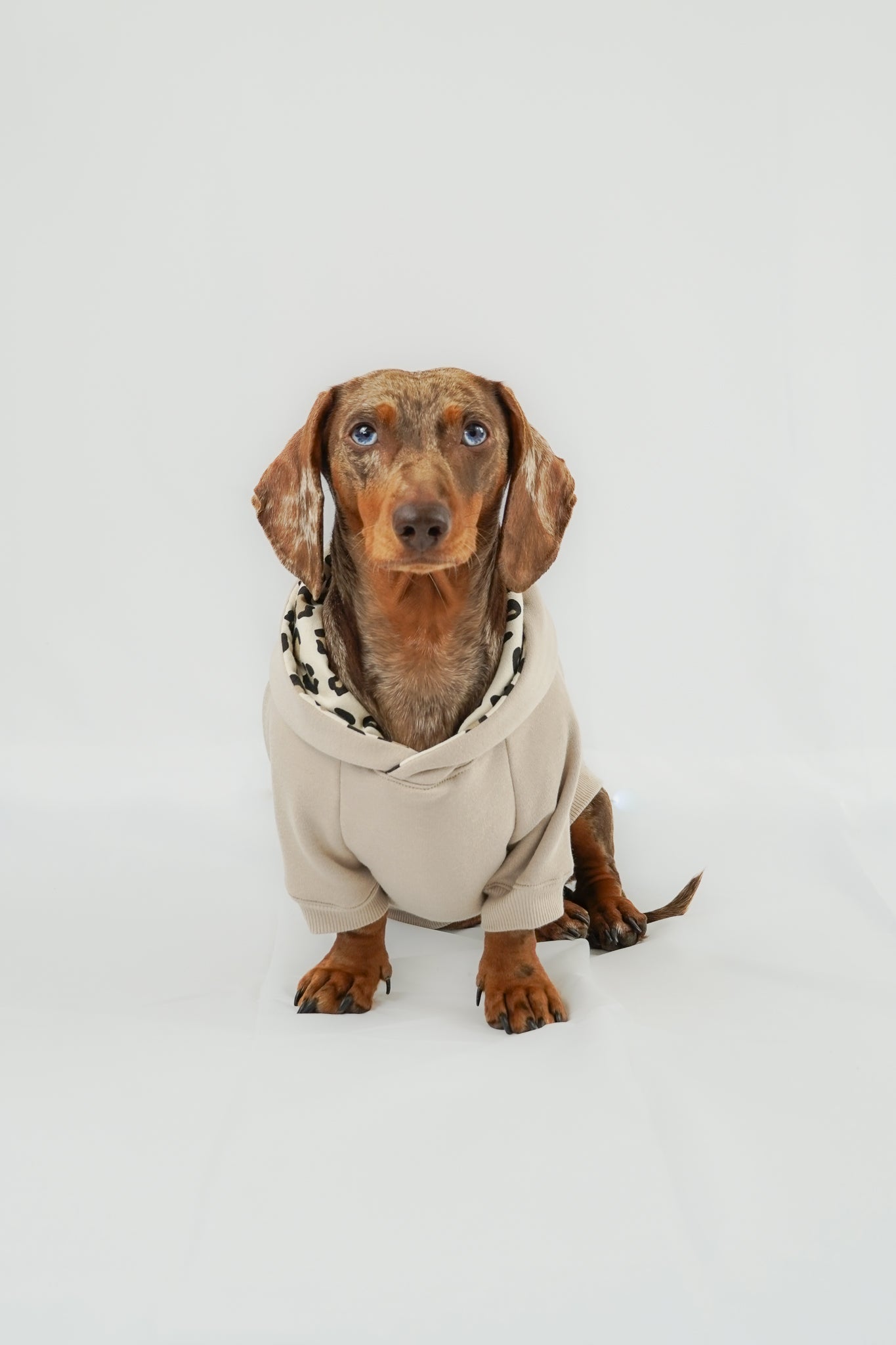 Dackel Hoodie Leo Beige