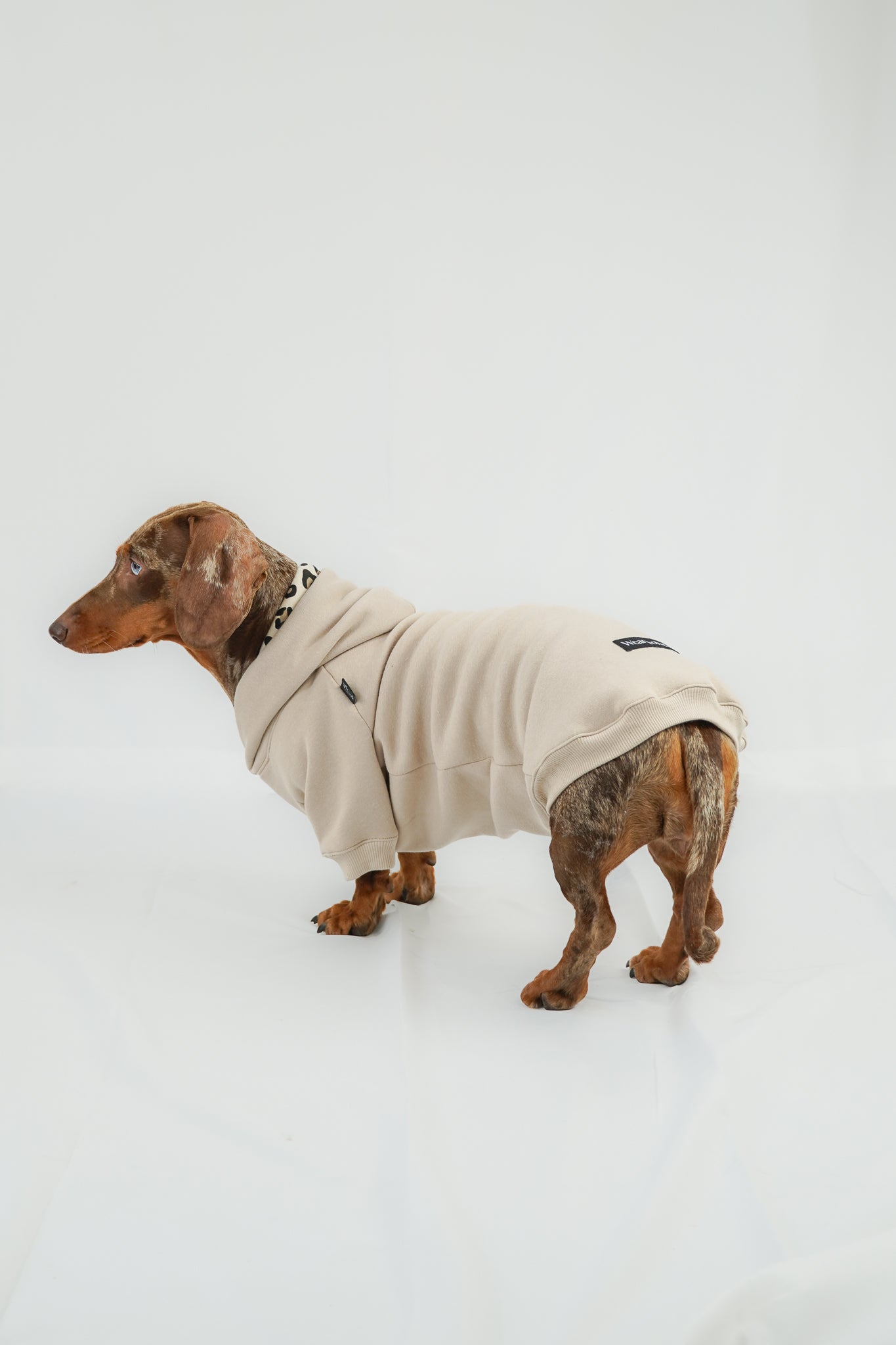 Dackel Hoodie Leo Beige