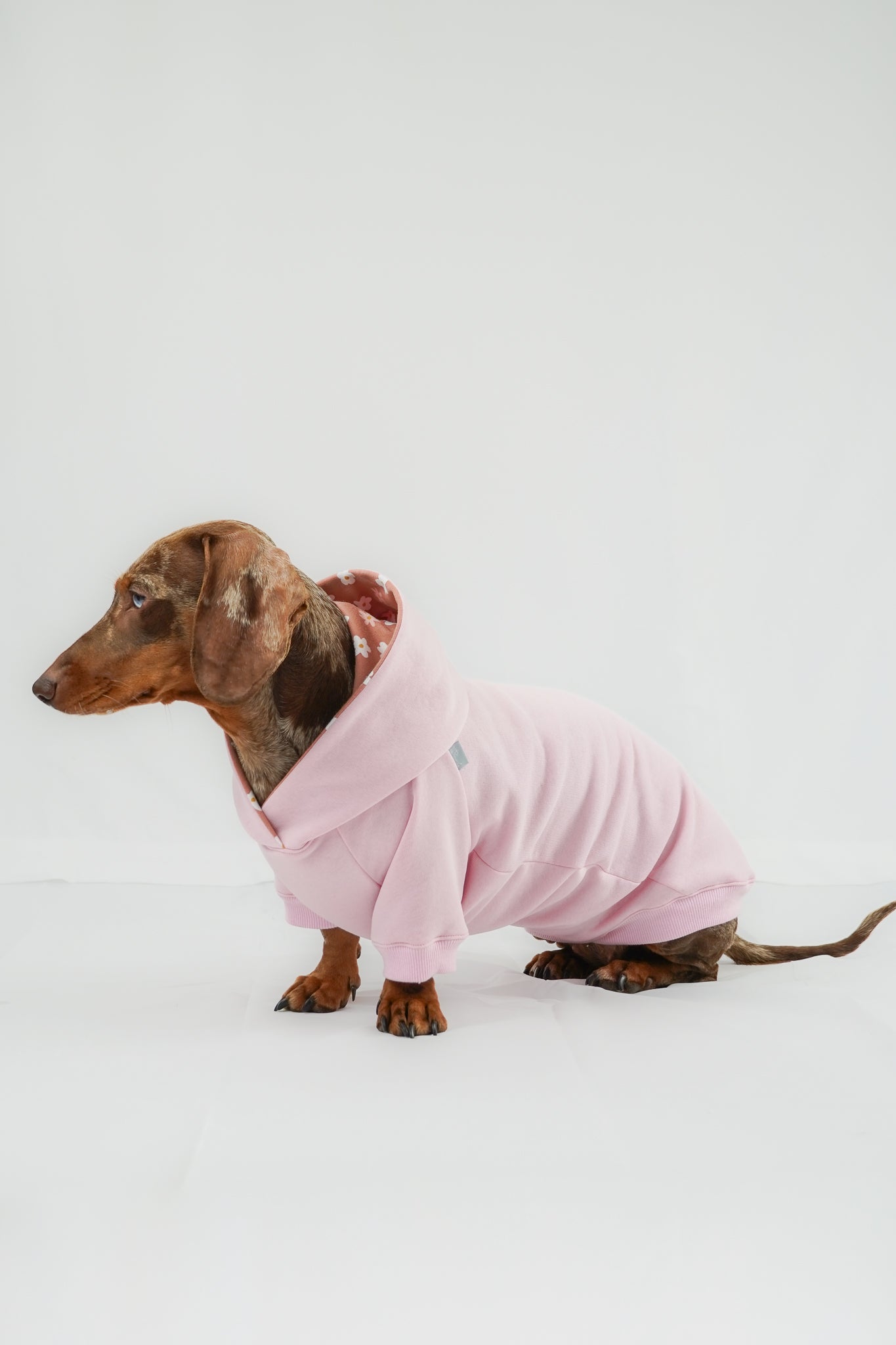 Dackel Hoodie Rosa Daisy