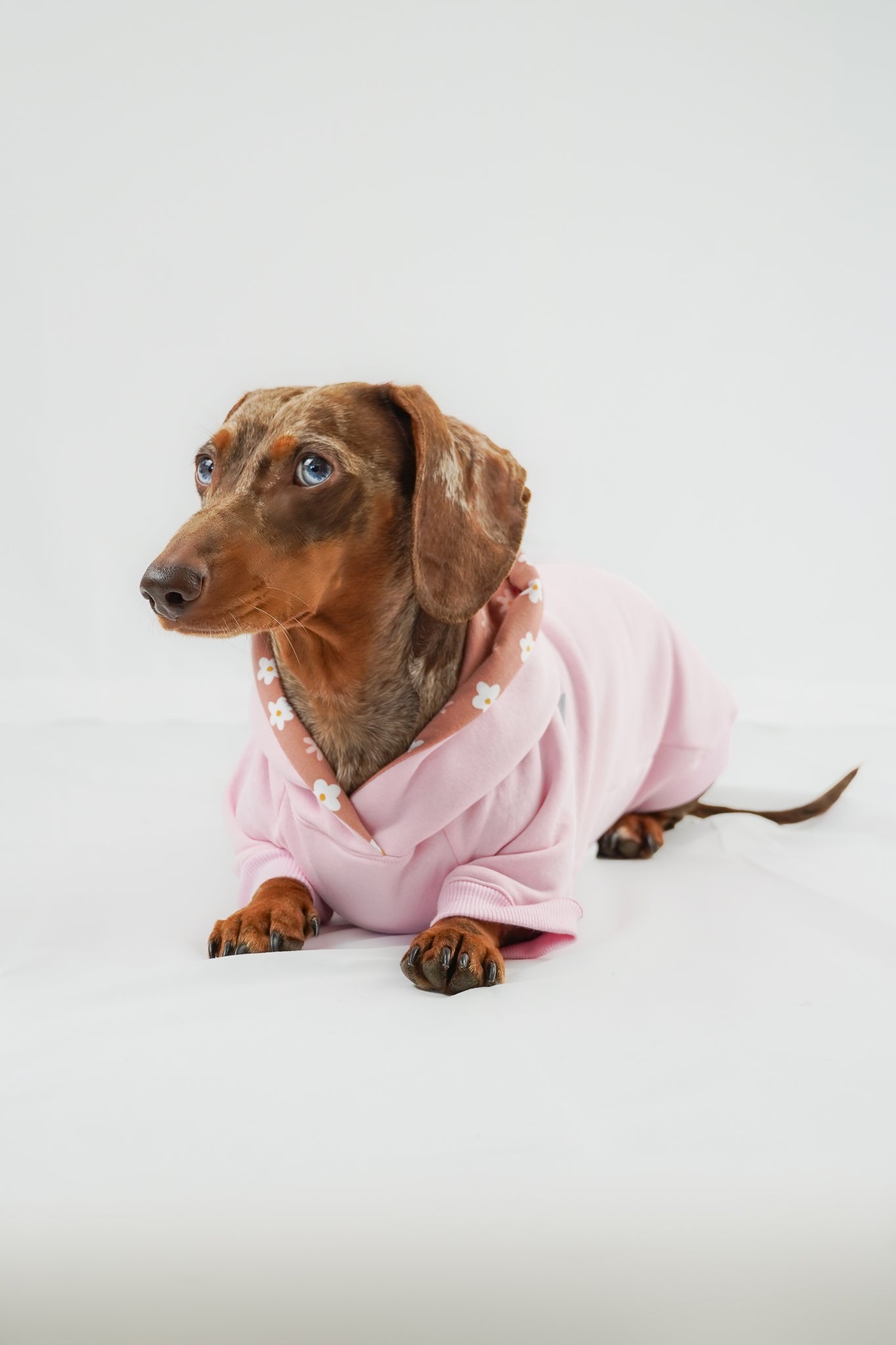 Dackel Hoodie Rosa Daisy