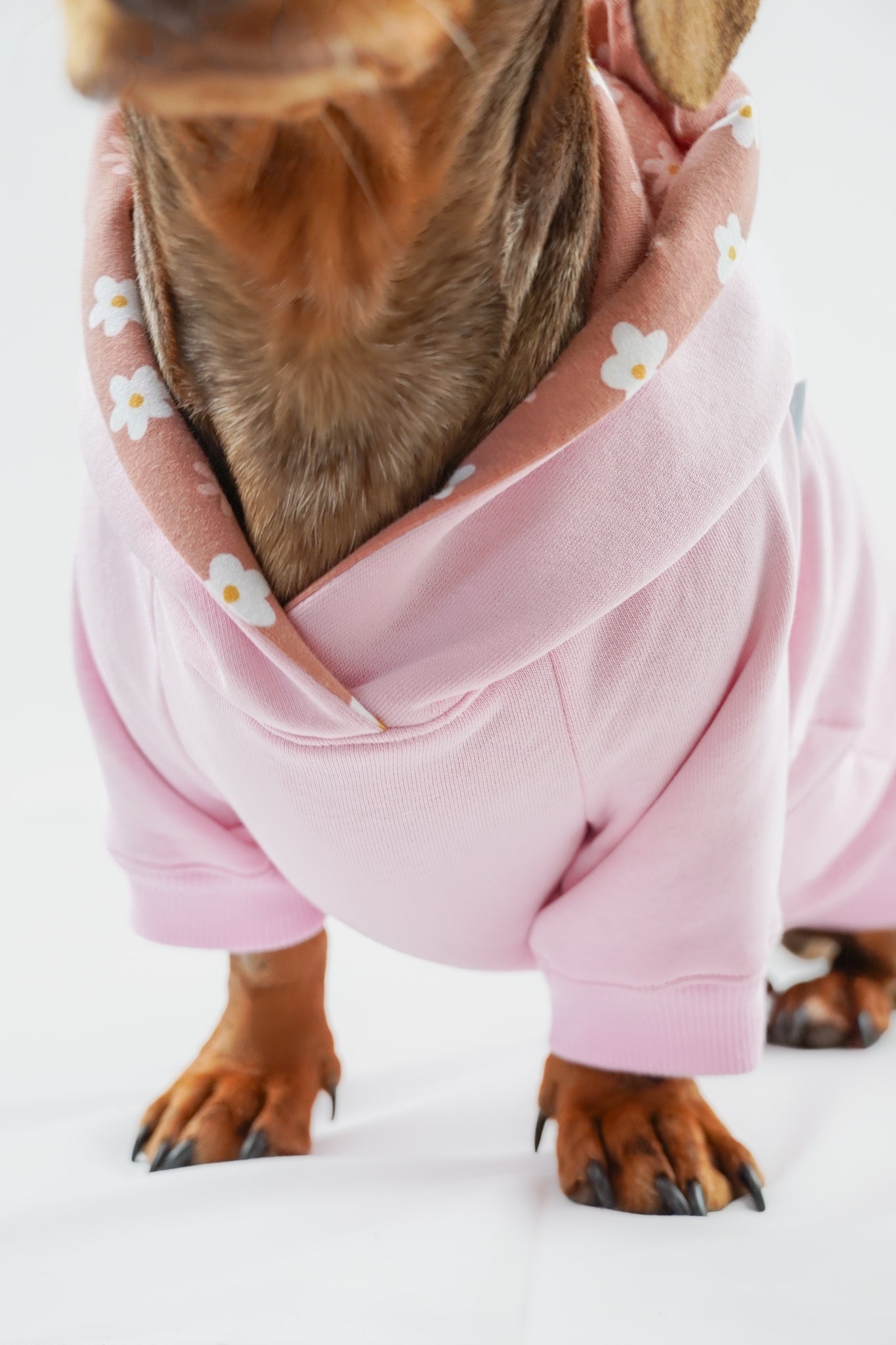 Dackel Hoodie Rosa Daisy