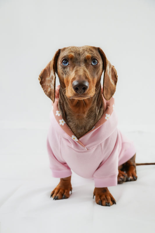 Dackel Hoodie Rosa Daisy
