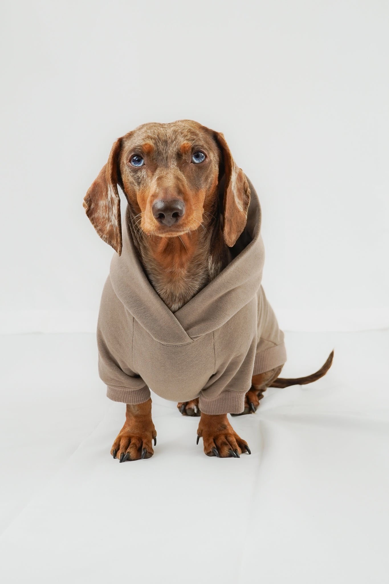 Dackel Hoodie Taupe