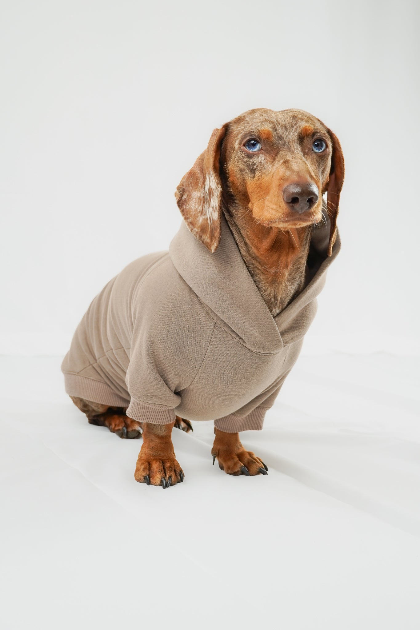 Dackel Hoodie Taupe