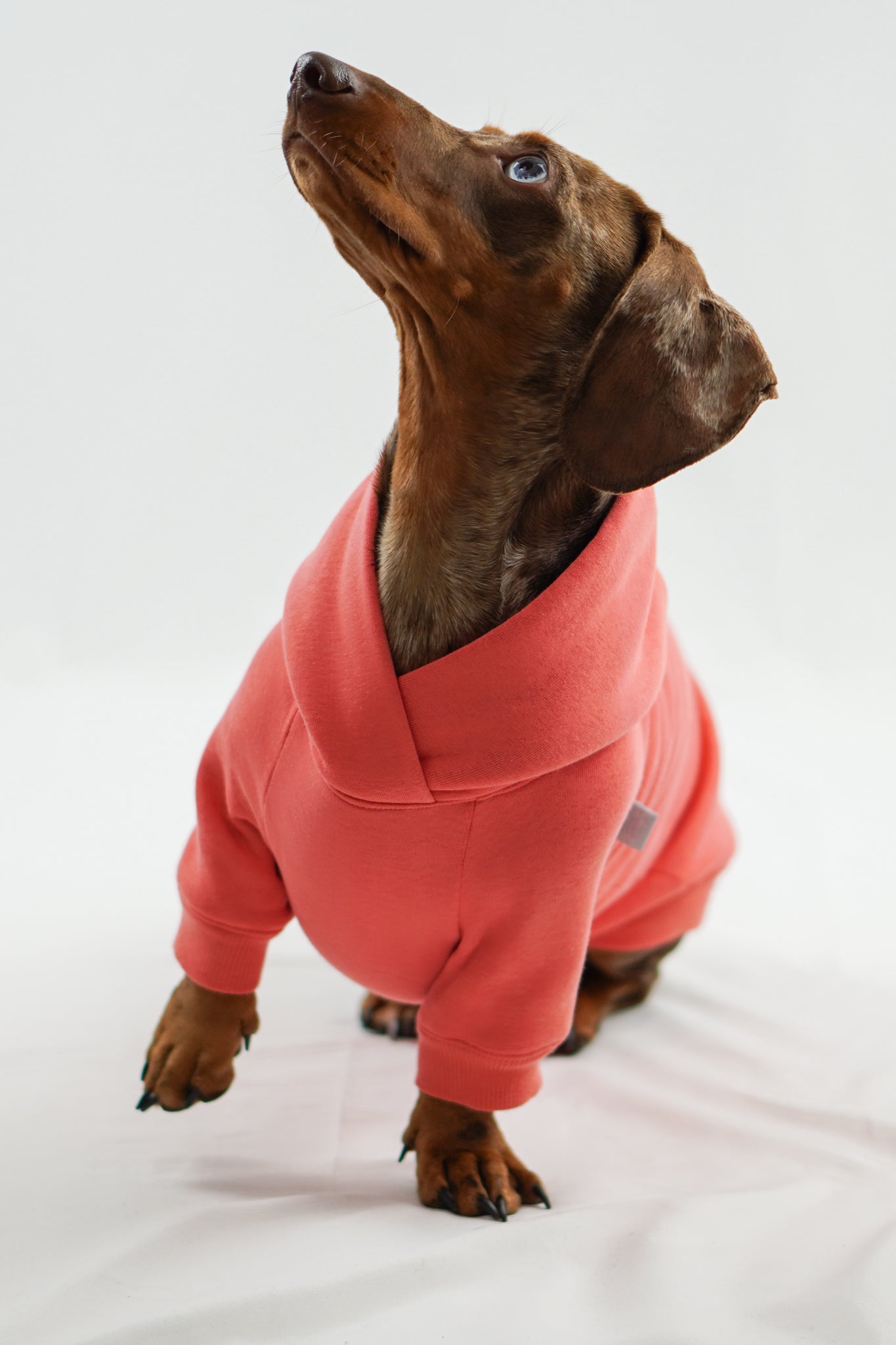 Handgemachter Dackelhoodie in korallenpink