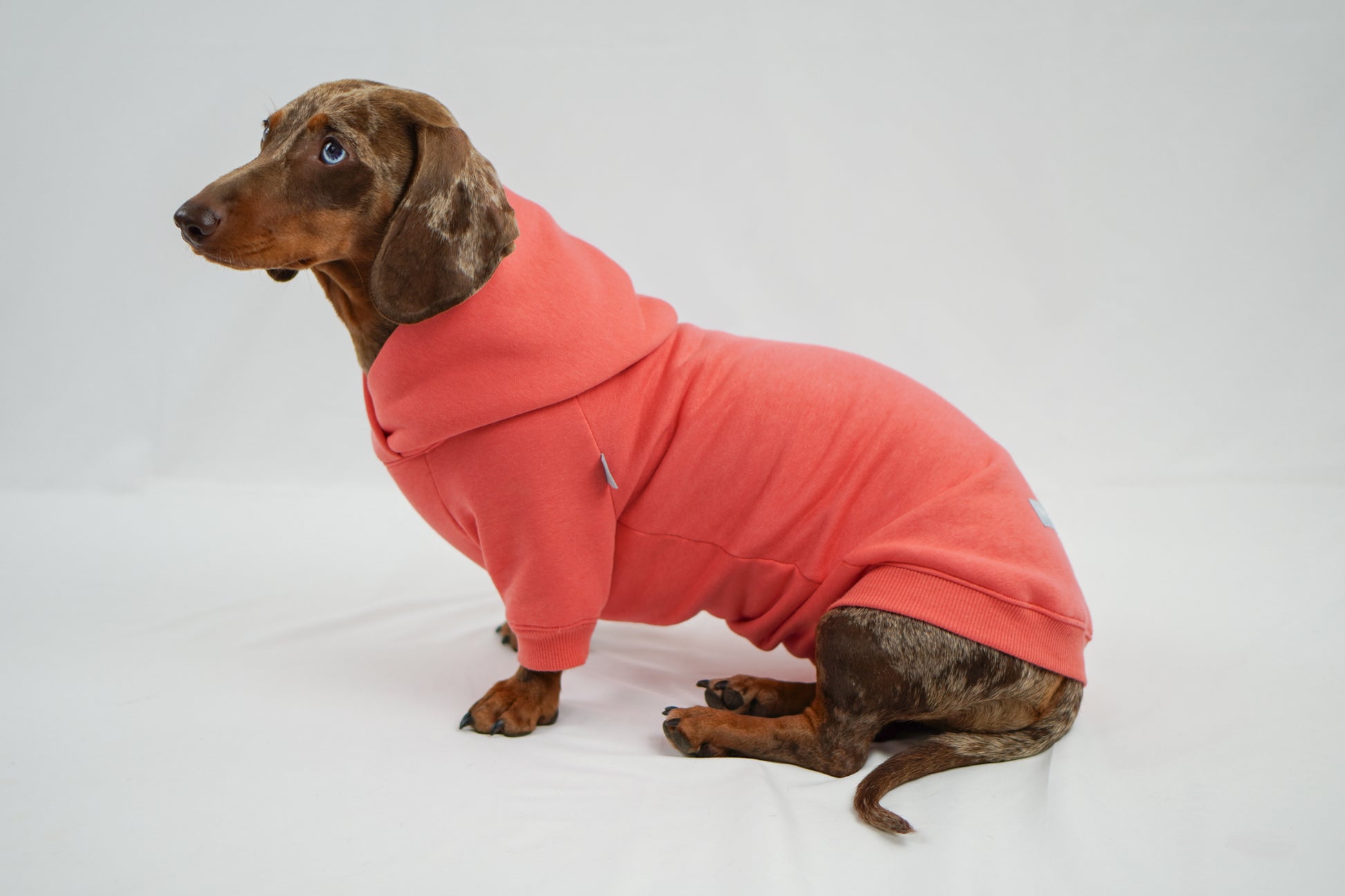 Handgemachter Dackelhoodie in korallenpink