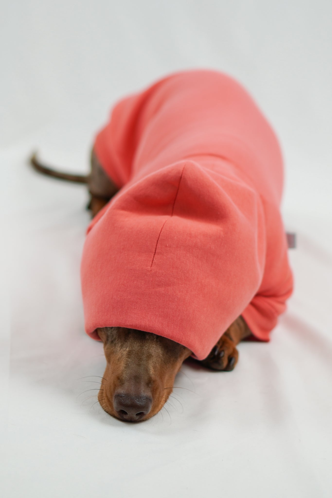 Handgemachter Dackelhoodie in korallenpink