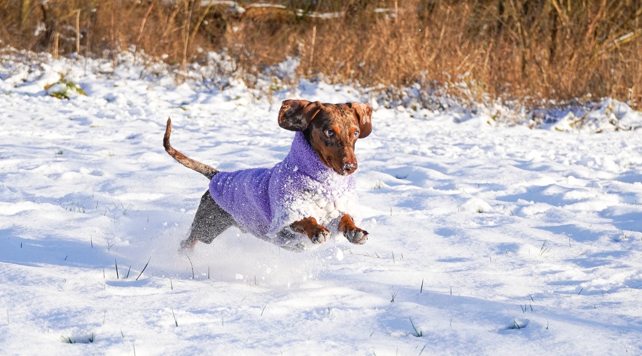 Hochwertige Dackelklamotten für den Winter